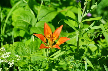 Western Red Lily growing wild in Saskatchewan, Canada