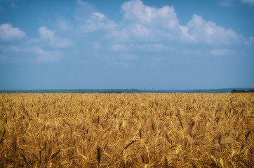 Agriculture landscape. Wheat harvest, and cloudy sky.