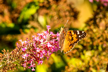 painted lady on a flower of a butterfly bush