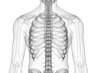 3d rendered medically accurate illustration of the skeletal thorax