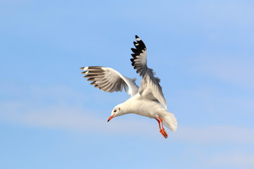 Beautiful seagull flying in the sky.