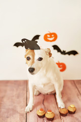 Dog Jack Russell Terrier in a ghost hat against a background of bats and pumpkins