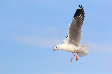 Beautiful seagull flying in the sky.
