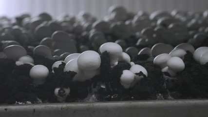 Champignon production farm. Shelves rows of beds. Shampion grown mushrooms. Modern agriculture
