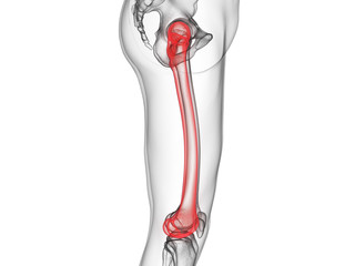 3d rendered medically accurate illustration of the femur