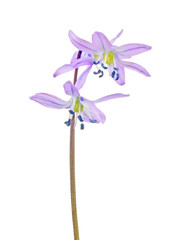 light lilac scilla three blooms flower on white