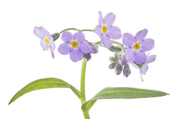 small lilac forget-me-not blooms on stem