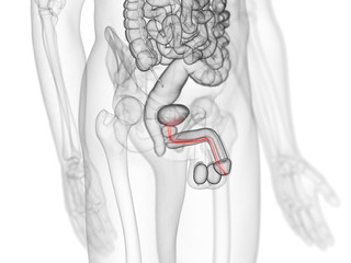 3d rendered medically accurate illustration of the urethra