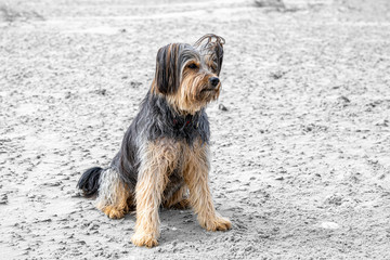 Sitzender Mischling, Hund am Strand