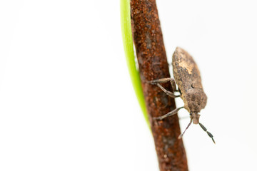 Otiorhynchus ligustici is one of the many species in the weevil family.