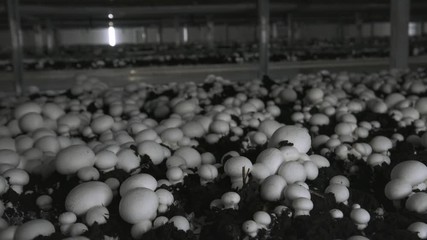 Champignon production farm. Shelves rows of beds. Shampion grown mushrooms. Modern agriculture