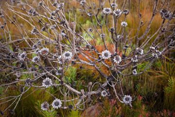 Burnt protea bush surrounded by colorful new fynbos growth in the Boland mountains in South Africa.