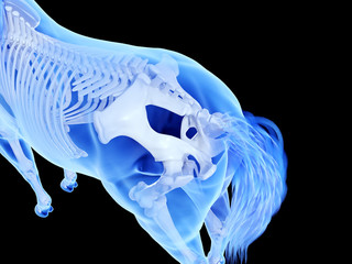 Obraz na płótnie Canvas 3d rendered medically accurate illustration of the equine skeletal system