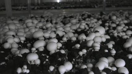 Champignon production farm. Shelves rows of beds. Shampion grown mushrooms. Modern agriculture