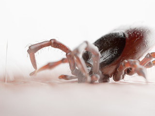 3d rendered illustration of a tick biting in human skin