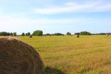 several haystacks in the field and one in the foreground
