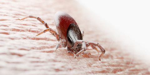3d rendered illustration of a tick biting in human skin