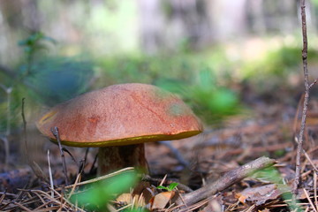 porcini mushroom with a brown hat in moss