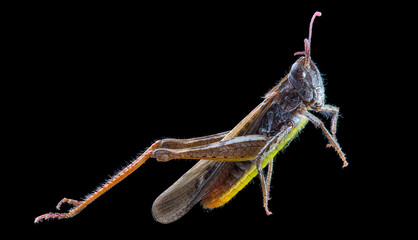 brown grasshopper isolated on black