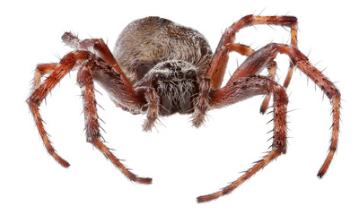 isolated on white dark orb-weaver spider