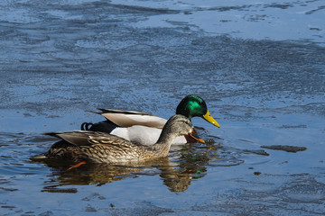 coppia di anatra selvatica (Anas platyrhynchos) nello stagno ghiacciato