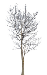 Fototapeta na wymiar winter isolated tree with bare branches