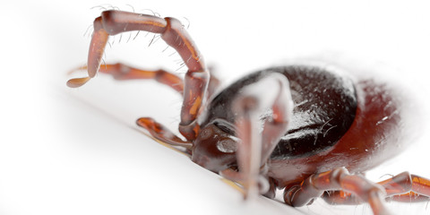 3d rendered illustration of a tick on