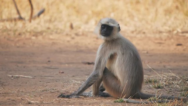 slow motion clip of a gray langur monkey looking at the camera at tadoba ahdhari tiger reserve in india