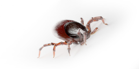 3d rendered illustration of a tick on