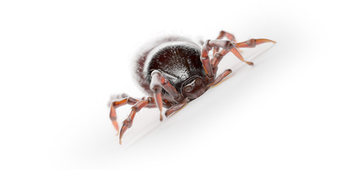 3d rendered illustration of a tick on
