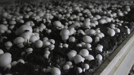 Champignon production farm. Shelves rows of beds. Shampion grown mushrooms. Modern agriculture