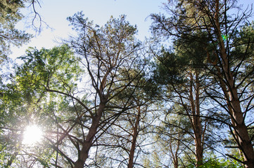 Bottom view of tall centuries-old pine trees in the forest against a clear sky on a summer