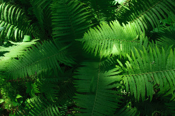Large green leaves of fern in the forest close-up