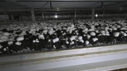 Champignon production farm. Shelves rows of beds. Shampion grown mushrooms. Modern agriculture