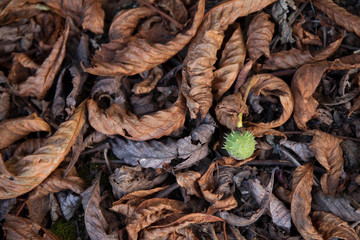 Dry leaves on ground. Gray and brown leaves cover surface of ground is beauty pattern background in forest.