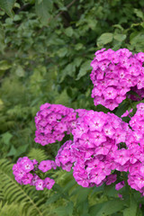 Violet flox flowers close up photo on green garden background