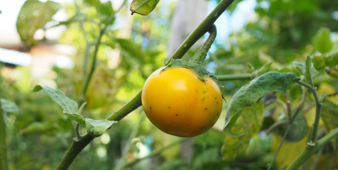 Yellow eggplant on the tree in the garden.