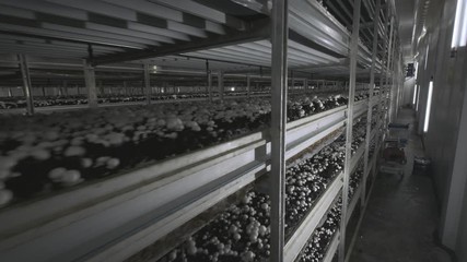 Champignon production farm. Shelves rows of beds. Shampion grown mushrooms. Modern agriculture