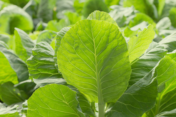 Fresh green cabbage growing in the kitchen garden