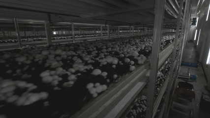 Champignon production farm. Shelves rows of beds. Shampion grown mushrooms. Modern agriculture