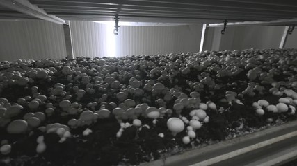 Champignon production farm. Shelves rows of beds. Shampion grown mushrooms. Modern agriculture