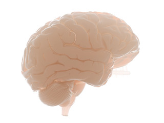 3d rendered medically accurate illustration of the human brain