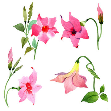 Pink mandevilla floral botanical flowers. Watercolor background set. Isolated mandevilla illustration element.