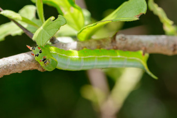 Image of Green Caterpillars of Moth on the branches on a natural background. Insect. Animal.