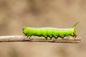 Image of Green Caterpillars of Moth on the branches on a natural background. Insect. Animal.