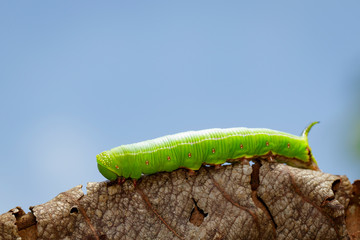 Image of Green Caterpillars of Moth on dry leaves on a natural background. Insect. Animal.