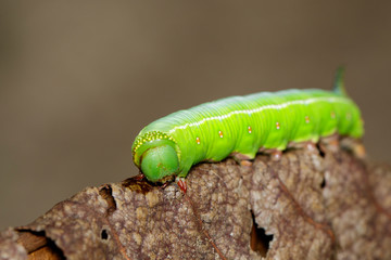 Image of Green Caterpillars of Moth on dry leaves on a natural background. Insect. Animal.