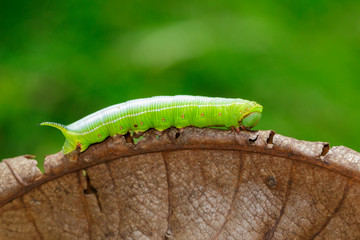 Image of Green Caterpillars of Moth on dry leaves on a natural background. Insect. Animal.