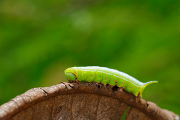 Image of Green Caterpillars of Moth on dry leaves on a natural background. Insect. Animal.