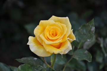 Yellow rose in flower garden
